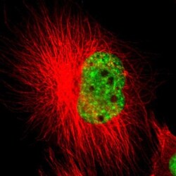 SF3A1 Antibody, Novus Biologicals 0.1mL; Unlabeled:Antibodies, Polyclonal