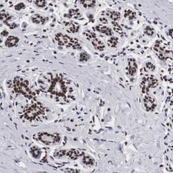 SF3A1 Antibody, Novus Biologicals 0.1mL; Unlabeled:Antibodies, Polyclonal