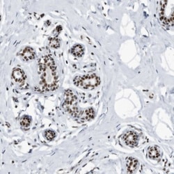 SF3A1 Antibody, Novus Biologicals 25 &mu;L; Unlabeled:Antibodies, Polyclonal