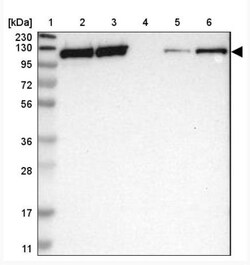 SF3A1 Antibody, Novus Biologicals 0.1mL; Unlabeled:Antibodies, Polyclonal