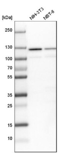SF3A1 Antibody, Novus Biologicals 0.1mL; Unlabeled:Antibodies, Polyclonal