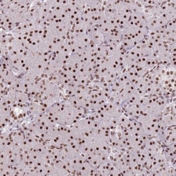 SF3A2 Antibody, Novus Biologicals 25 &mu;L; Unlabeled:Antibodies, Polyclonal