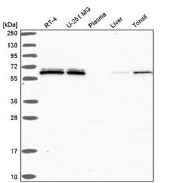 SF3A2 Antibody, Novus Biologicals 25 &mu;L; Unlabeled:Antibodies, Polyclonal