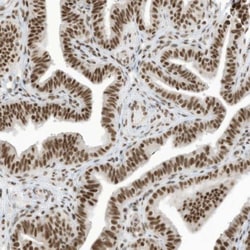SF3A3 Antibody, Novus Biologicals:Antibodies:Primary Antibodies