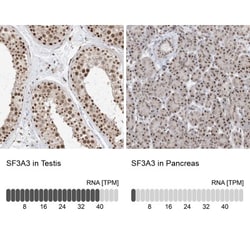 SF3A3 Antibody, Novus Biologicals 0.1mL; Unlabeled:Antibodies, Polyclonal