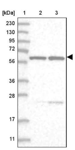 SF3A3 Antibody, Novus Biologicals 0.1mL; Unlabeled:Antibodies, Polyclonal
