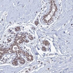 SF3B14 Antibody, Novus Biologicals:Antibodies:Primary Antibodies