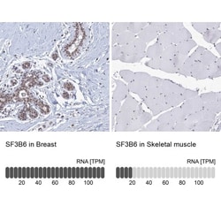 SF3B14 Antibody, Novus Biologicals:Antibodies:Primary Antibodies