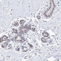 SF3B14 Antibody, Novus Biologicals 0.1mL; Unlabeled:Antibodies, Polyclonal