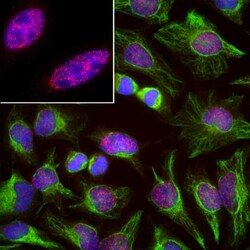 SF3B4 Antibody (3A1), Novus Biologicals:Antibodies:Primary Antibodies