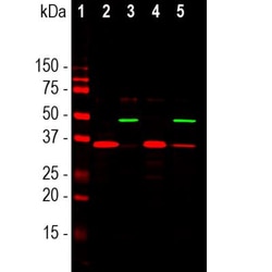 SF3B4 Antibody (3A1), Novus Biologicals:Antibodies:Primary Antibodies