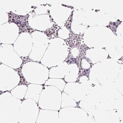 SF3B5 Antibody, Novus Biologicals 0.1mL; Unlabeled:Antibodies, Polyclonal