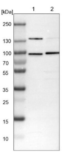 SF4 Antibody, Novus Biologicals 0.1mL; Unlabeled:Antibodies, Polyclonal