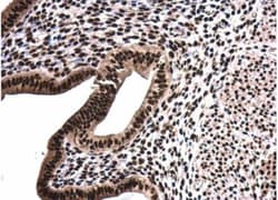 SFPQ Antibody, Novus Biologicals 0.1mL; Unlabeled:Antibodies, Polyclonal