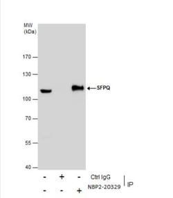 SFPQ Antibody, Novus Biologicals 0.1mL; Unlabeled:Antibodies, Polyclonal