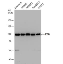 SFPQ Antibody, Novus Biologicals 0.1mL; Unlabeled:Antibodies, Polyclonal