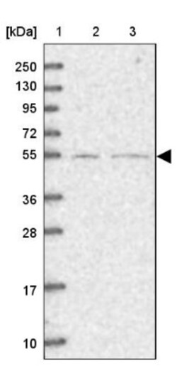 SFRS12 Antibody, Novus Biologicals 0.1 mL | Buy Online | Novus Biologicals | Fisher Scientific