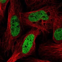 SFRS14 Antibody, Novus Biologicals:Antibodies:Primary Antibodies
