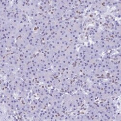 SFRS14 Antibody, Novus Biologicals:Antibodies:Primary Antibodies