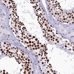 SFRS14 Antibody, Novus Biologicals:Antibodies:Primary Antibodies