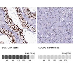 SFRS14 Antibody, Novus Biologicals:Antibodies:Primary Antibodies