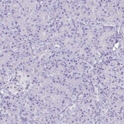 SFRS14 Antibody, Novus Biologicals:Antibodies:Primary Antibodies