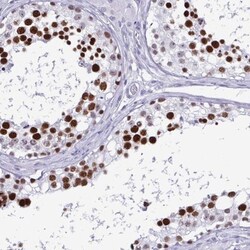 SFRS14 Antibody, Novus Biologicals:Antibodies:Primary Antibodies