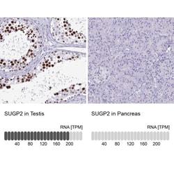 SFRS14 Antibody, Novus Biologicals:Antibodies:Primary Antibodies