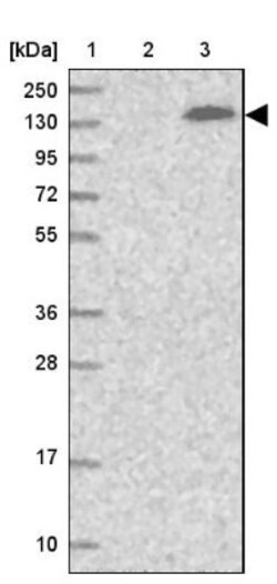 SFRS14 Antibody, Novus Biologicals:Antibodies:Primary Antibodies