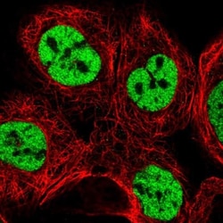 SFRS15 Antibody, Novus Biologicals:Antibodies:Primary Antibodies