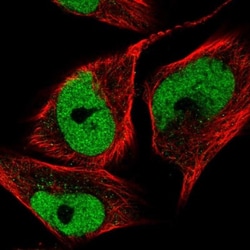 SFRS15 Antibody, Novus Biologicals:Antibodies:Primary Antibodies