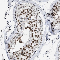 SFRS15 Antibody, Novus Biologicals:Antibodies:Primary Antibodies