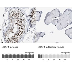 SFRS15 Antibody, Novus Biologicals:Antibodies:Primary Antibodies