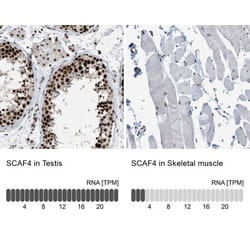 SFRS15 Antibody, Novus Biologicals:Antibodies:Primary Antibodies