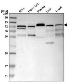 SFRS15 Antibody, Novus Biologicals:Antibodies:Primary Antibodies
