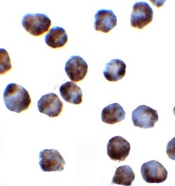 SFRS3 Antibody - BSA Free, Novus Biologicals 0.025 mg, Unlabeled:Antibodies,