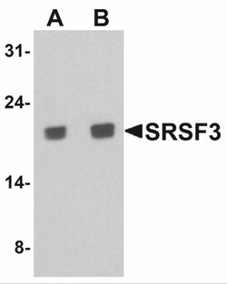 SFRS3 Antibody - BSA Free, Novus Biologicals 0.025 mg, Unlabeled:Antibodies,
