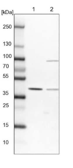 SFRS5 Antibody, Novus Biologicals 25 &mu;L, Unlabeled:Antibodies, Polyclonal