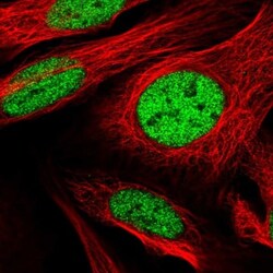 SFRS7 Antibody, Novus Biologicals 25 &mu;L, Unlabeled:Antibodies, Polyclonal