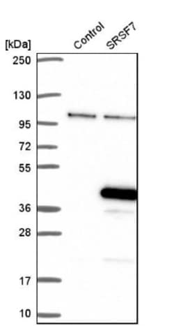 SFRS7 Antibody, Novus Biologicals 25 &mu;L, Unlabeled:Antibodies, Polyclonal