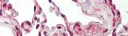SFRS9 Antibody, Novus Biologicals 0.05mg; Unlabeled:Antibodies, Polyclonal