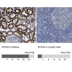 SFXN2 Antibody, Novus Biologicals 0.1mL; Unlabeled:Antibodies, Polyclonal