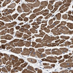 SFXN4 Antibody, Novus Biologicals 0.1mL; Unlabeled:Antibodies, Polyclonal