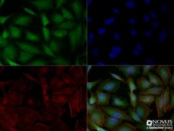 SG2NA Antibody (S68), Novus Biologicals:Antibodies:Primary Antibodies