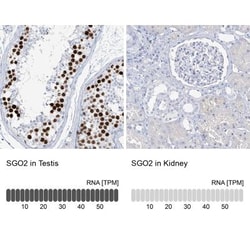 SGOL2 Antibody, Novus Biologicals 0.1mL; Unlabeled:Antibodies, Polyclonal