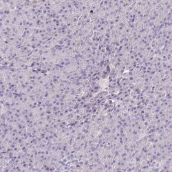 SH2D3C Antibody, Novus Biologicals 25 &mu;L, Unlabeled:Antibodies, Polyclonal