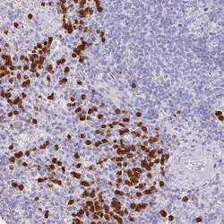SH2D3C Antibody, Novus Biologicals 25 &mu;L, Unlabeled:Antibodies, Polyclonal