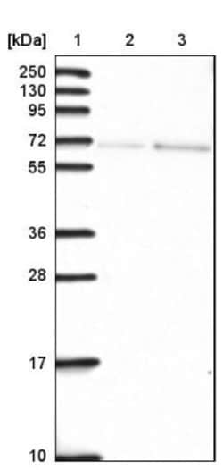 SH2D3C Antibody, Novus Biologicals 25 &mu;L, Unlabeled:Antibodies, Polyclonal
