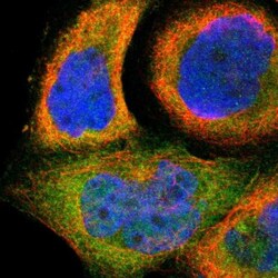 SH2D4A Antibody, Novus Biologicals:Antibodies:Primary Antibodies