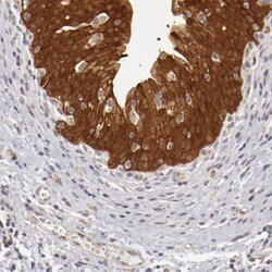SH2D4A Antibody, Novus Biologicals:Antibodies:Primary Antibodies